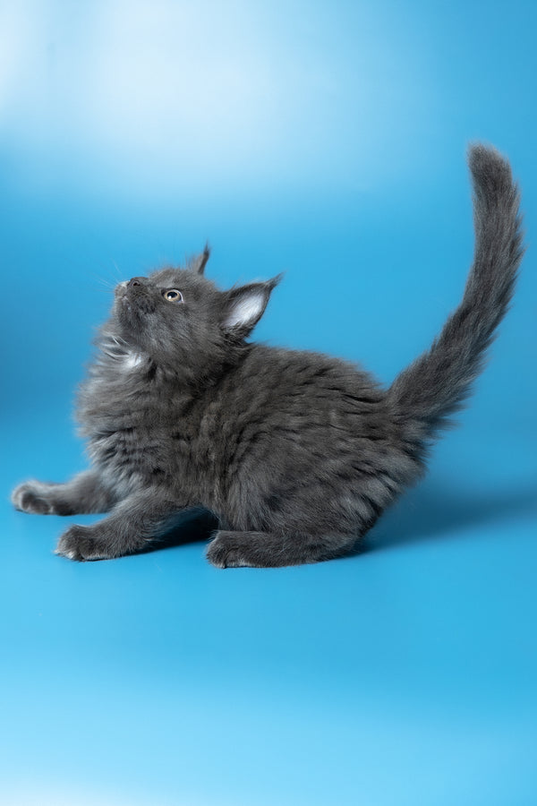 Winston | Maine Coon Kitten