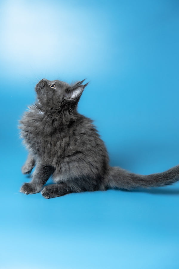 Winston | Maine Coon Kitten