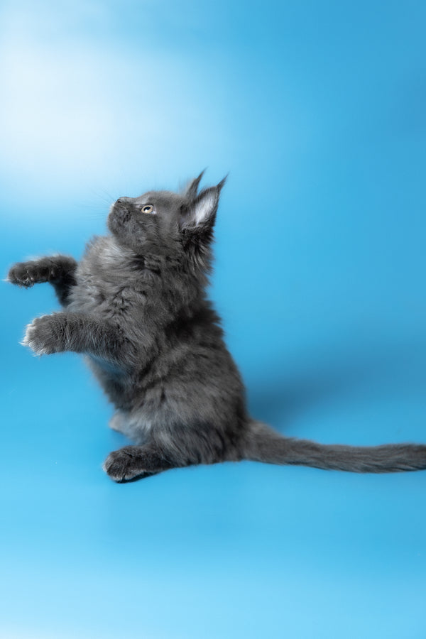 Winston | Maine Coon Kitten