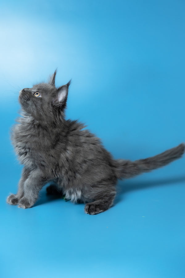 Winston | Maine Coon Kitten
