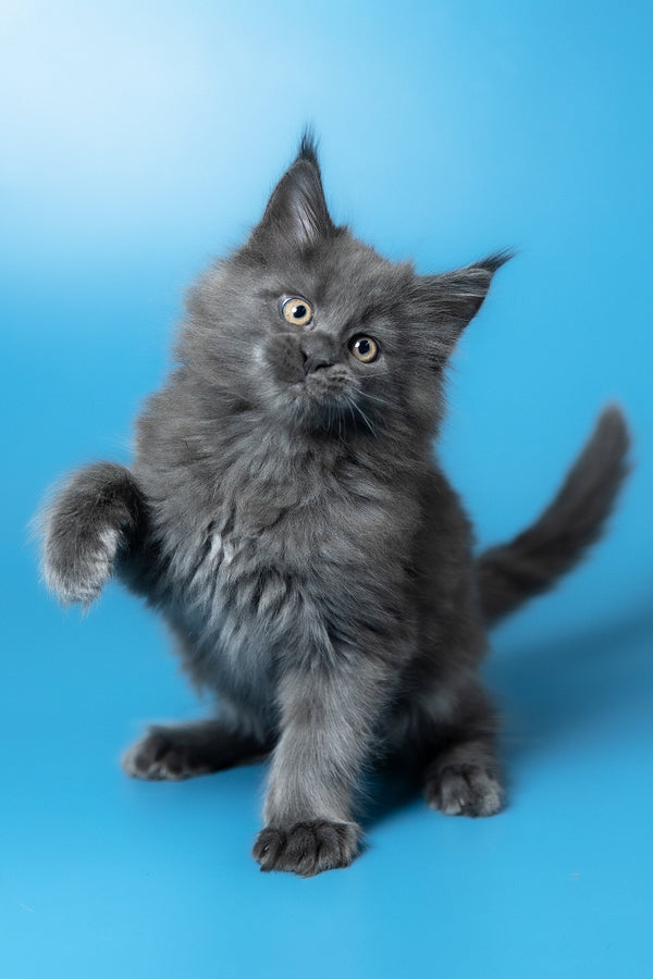 Winston | Maine Coon Kitten