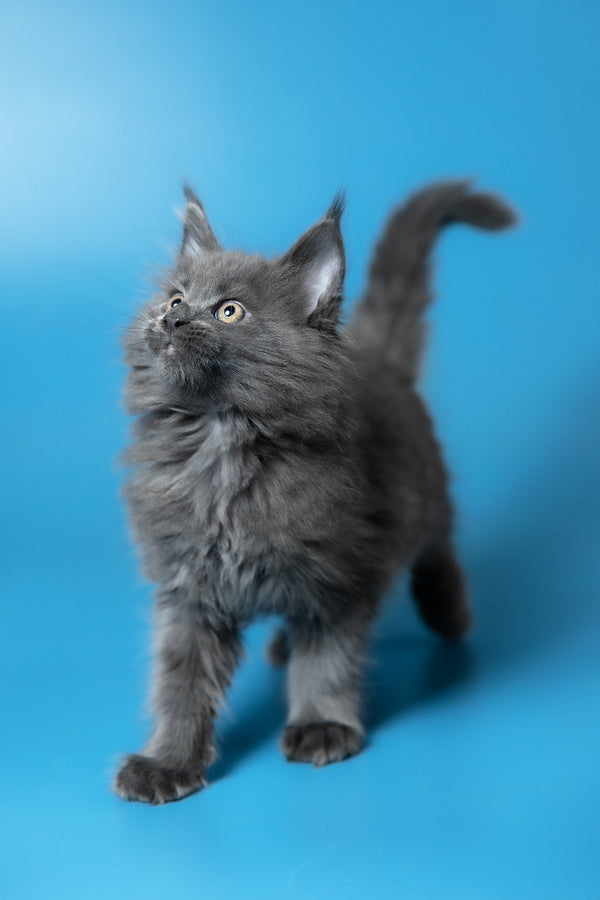 Winston | Maine Coon Kitten