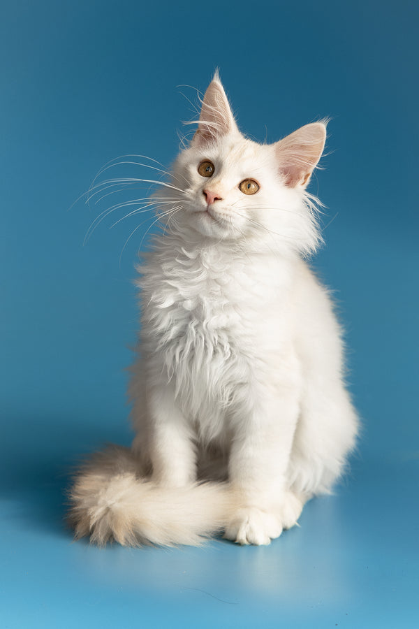 Winter | Maine Coon Kitten