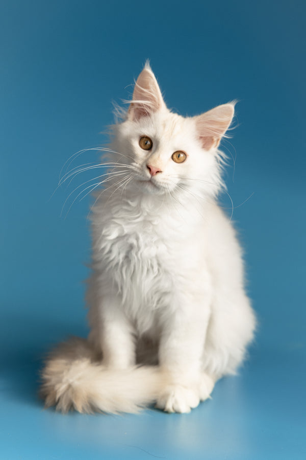 Winter | Maine Coon Kitten