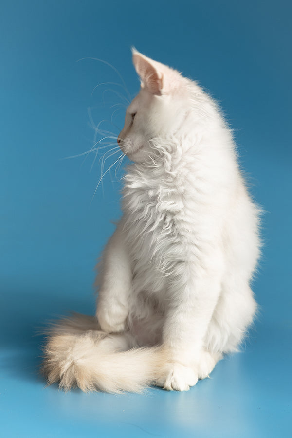 Winter | Maine Coon Kitten