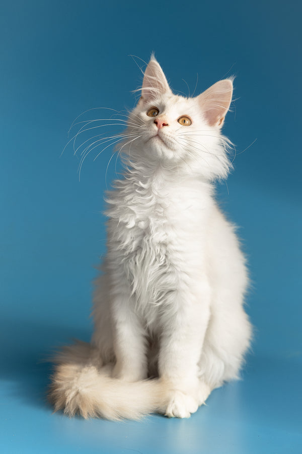 Winter | Maine Coon Kitten