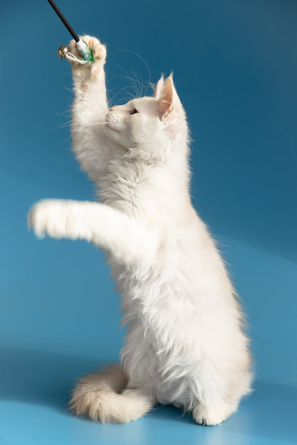 Winter | Maine Coon Kitten