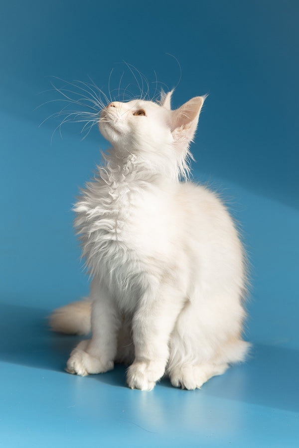 Winter | Maine Coon Kitten