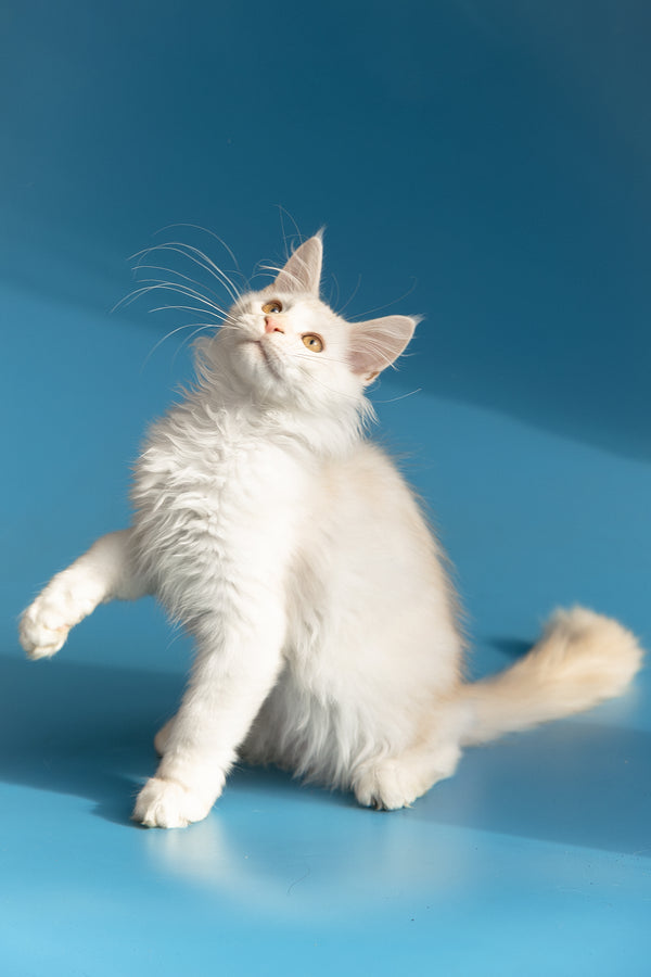 Winter | Maine Coon Kitten