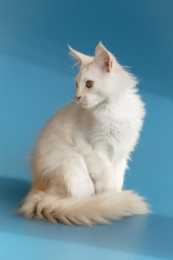 Winter | Maine Coon Kitten