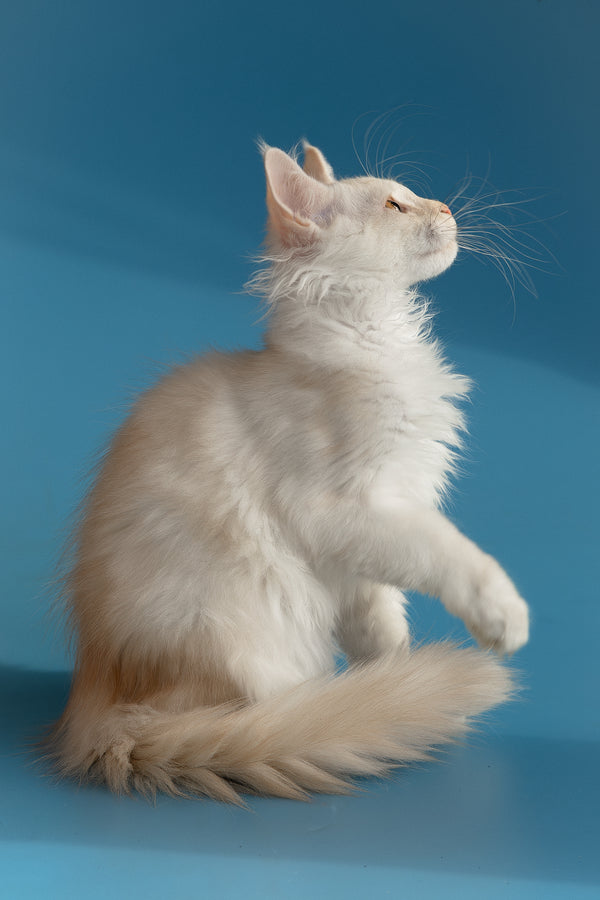 Winter | Maine Coon Kitten
