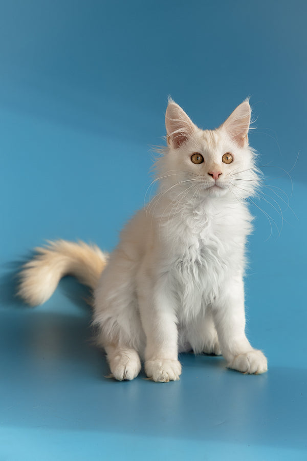 Winter | Maine Coon Kitten