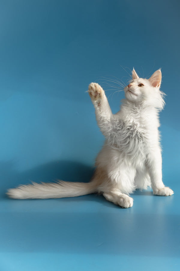 Winter | Maine Coon Kitten