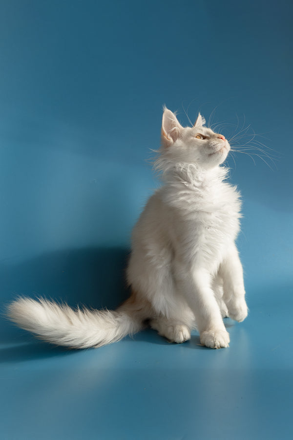 Winter | Maine Coon Kitten