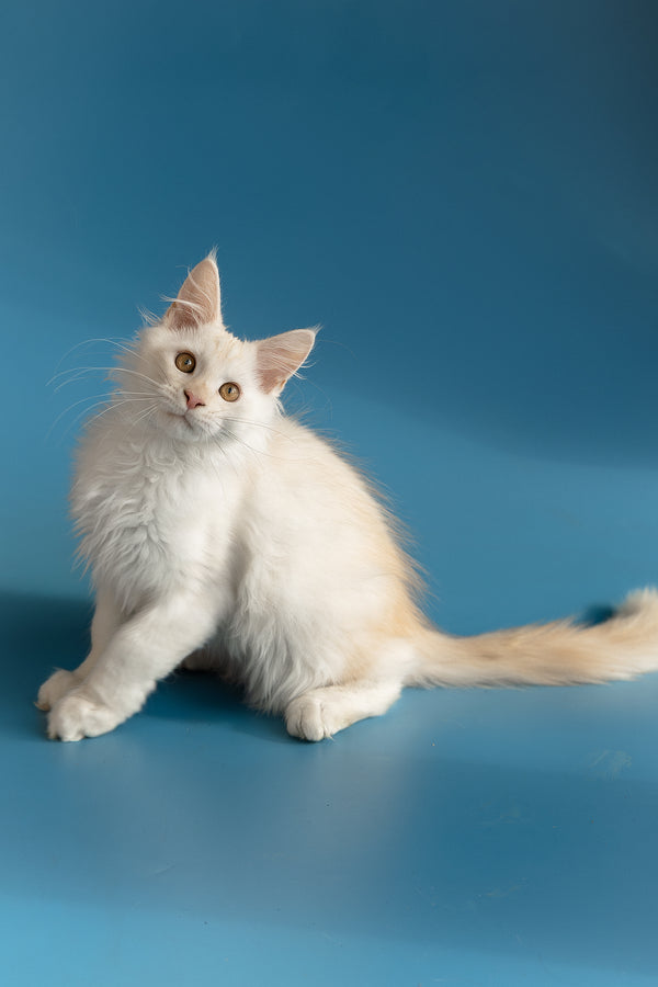 Winter | Maine Coon Kitten