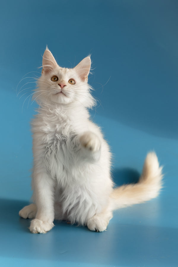Winter | Maine Coon Kitten