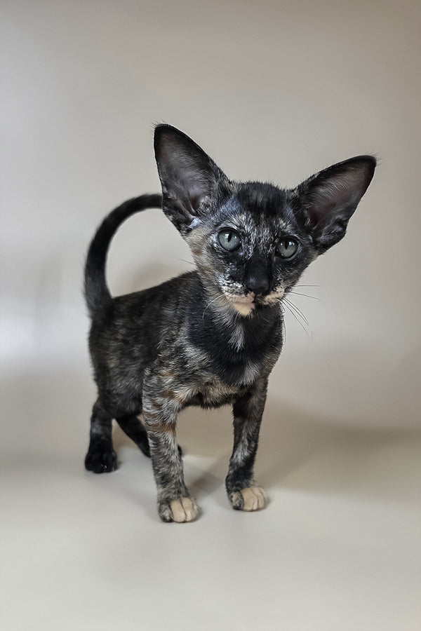 Xandra | Oriental Shorthair Kitten