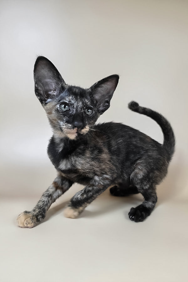 Xandra | Oriental Shorthair Kitten