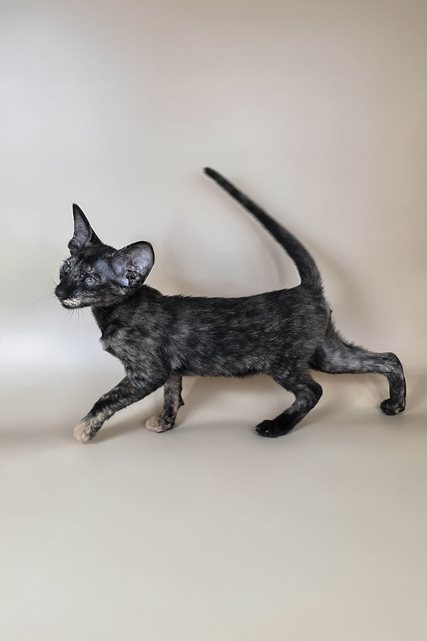 Xandra | Oriental Shorthair Kitten