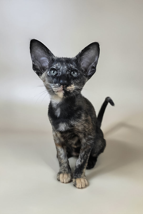 Xandra | Oriental Shorthair Kitten
