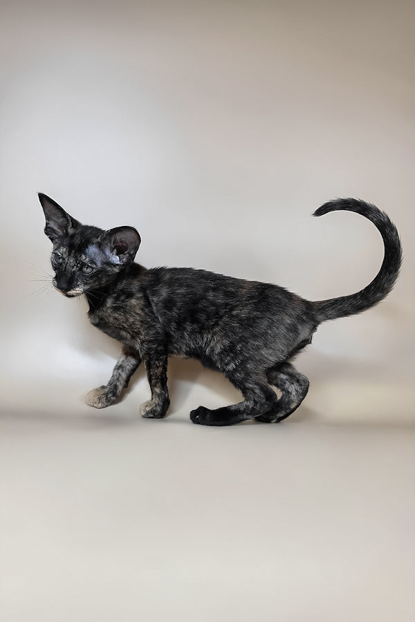 Xandra | Oriental Shorthair Kitten