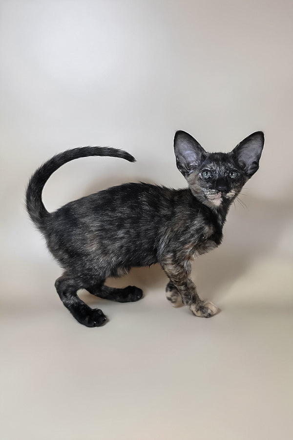 Xandra | Oriental Shorthair Kitten