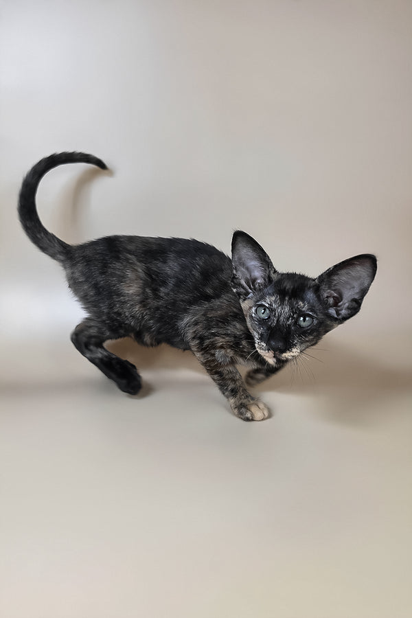 Xandra | Oriental Shorthair Kitten