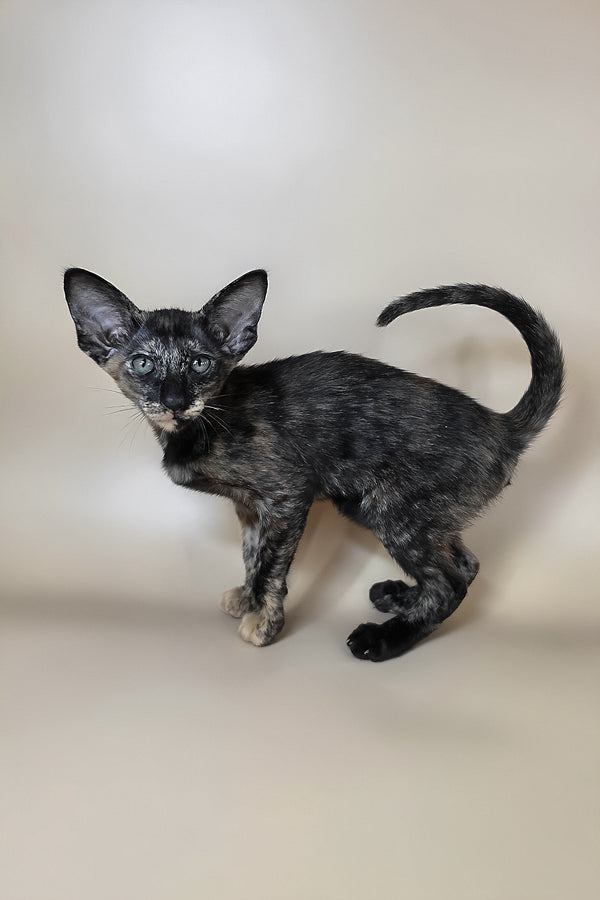 Xandra | Oriental Shorthair Kitten