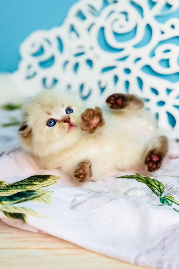 Xtreme | Scottish Fold Longhair Kitten