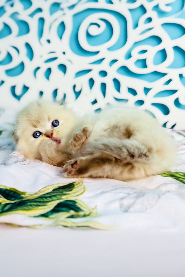 Xtreme | Scottish Fold Longhair Kitten
