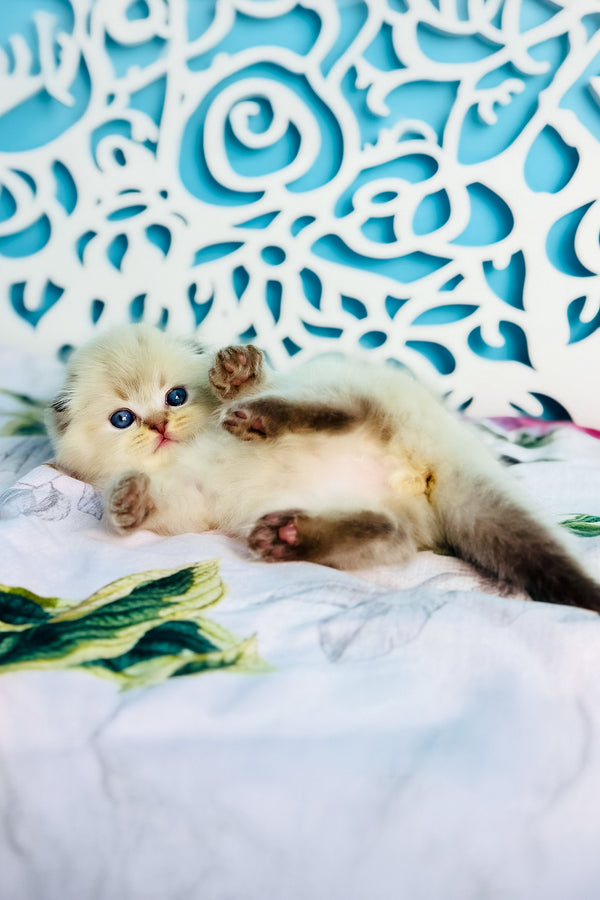 Xtreme | Scottish Fold Longhair Kitten