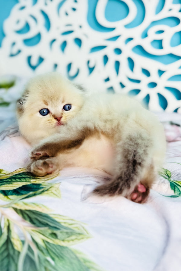 Xtreme | Scottish Fold Longhair Kitten