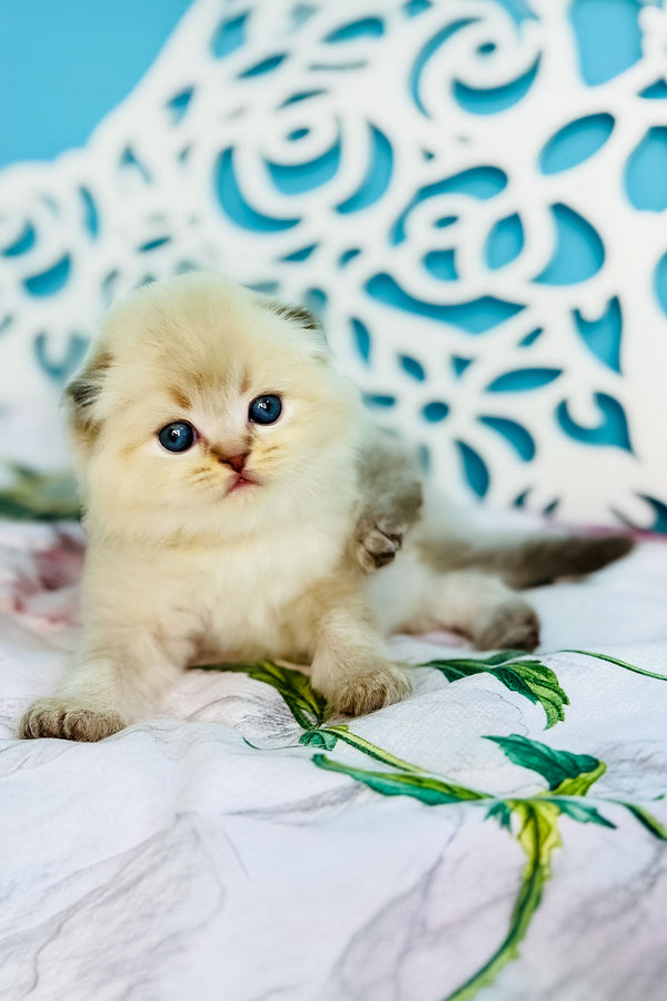 Xtreme | Scottish Fold Longhair Kitten