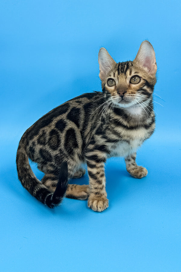 Yacob | Bengal Kitten