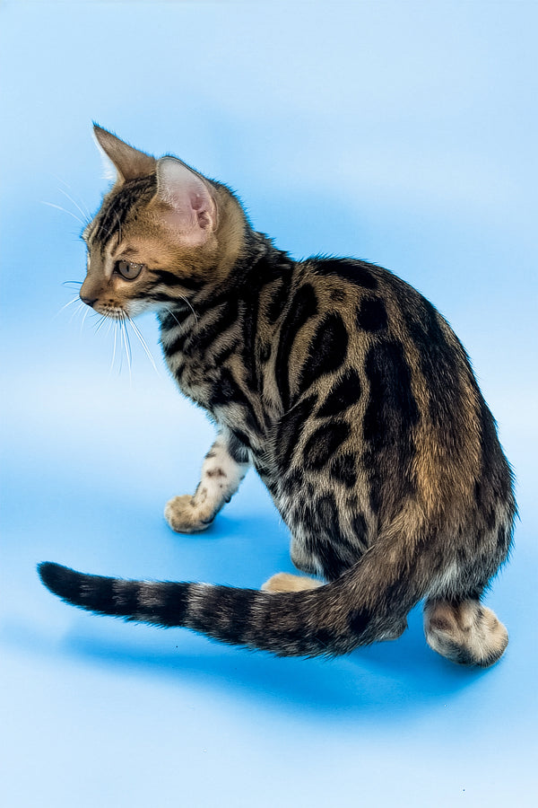 Yacob | Bengal Kitten