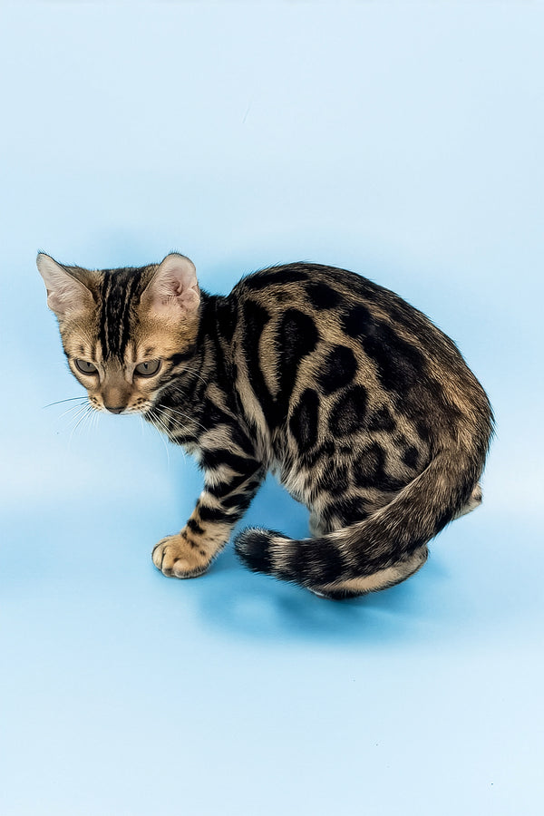 Yacob | Bengal Kitten