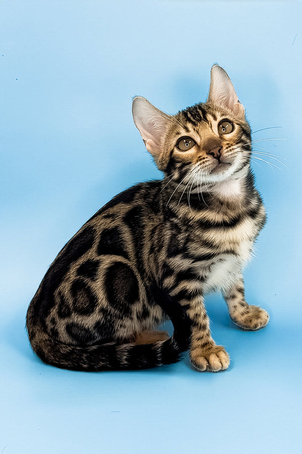 Yacob | Bengal Kitten