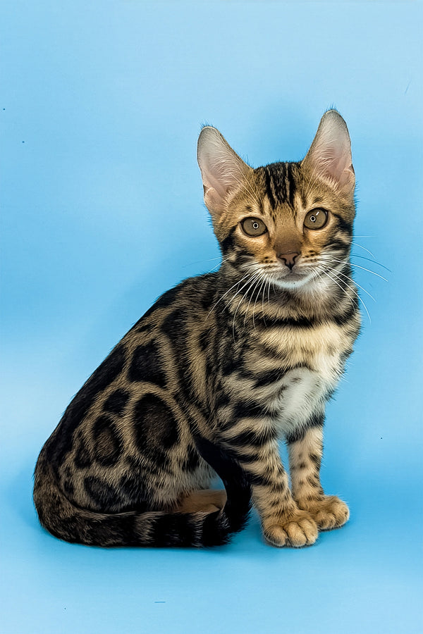 Yacob | Bengal Kitten