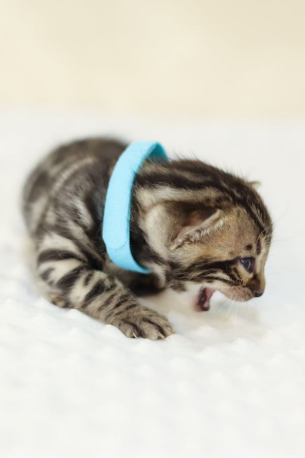 Yousuf | Bengal Kitten