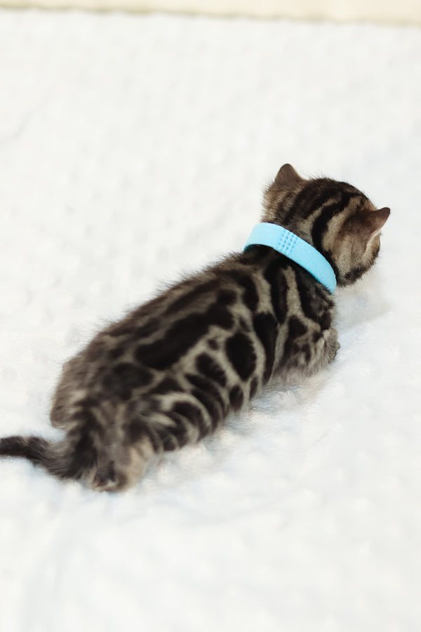 Yousuf | Bengal Kitten
