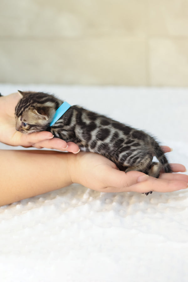 Yousuf | Bengal Kitten