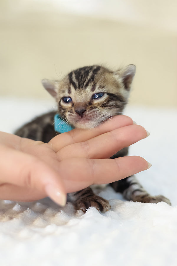 Yousuf | Bengal Kitten