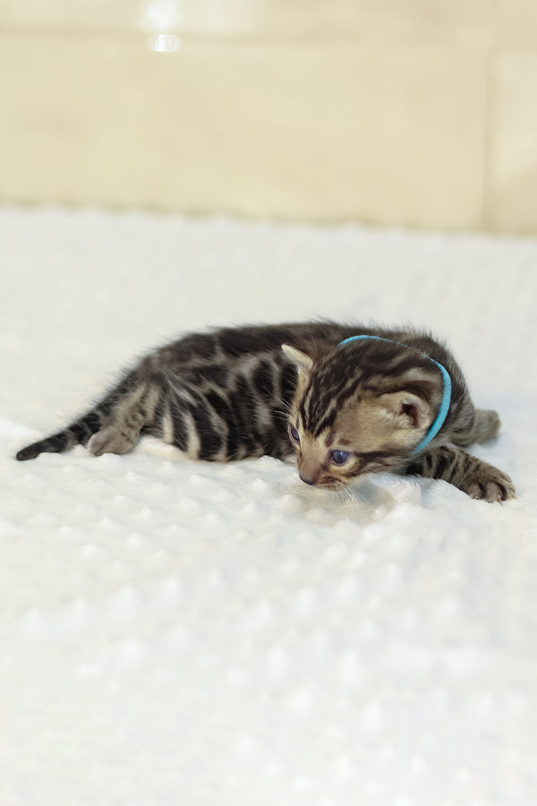 Yousuf | Bengal Kitten