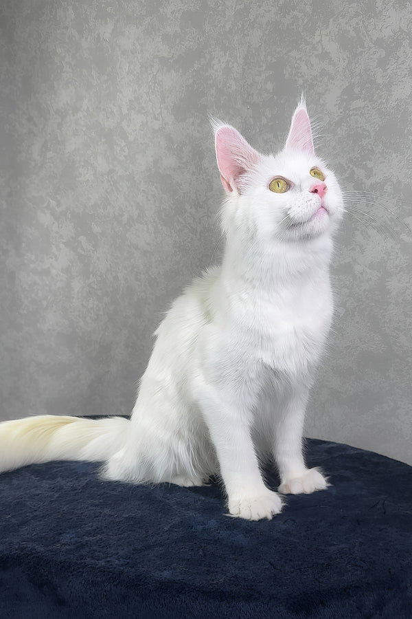 Yulyasha | Polydactyl Maine Coon Kitten