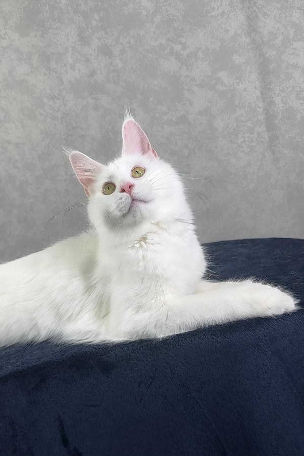 Yulyasha | Polydactyl Maine Coon Kitten
