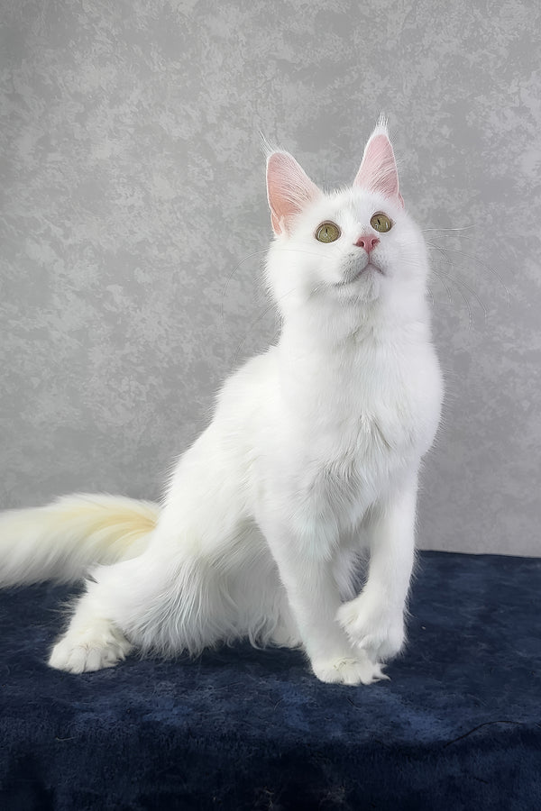 Yulyasha | Polydactyl Maine Coon Kitten