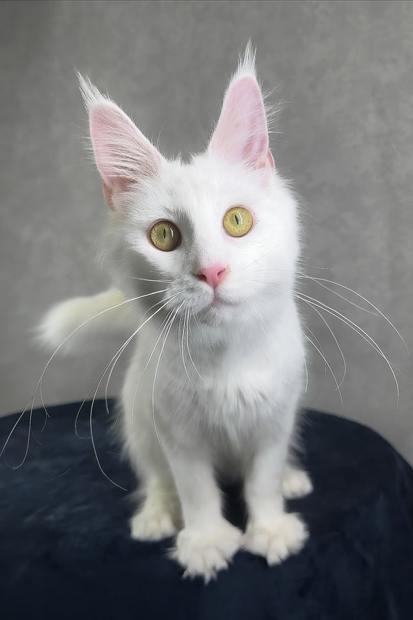 Yulyasha | Polydactyl Maine Coon Kitten