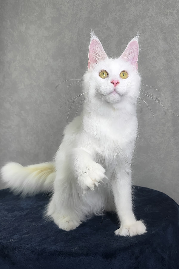 Yulyasha | Polydactyl Maine Coon Kitten