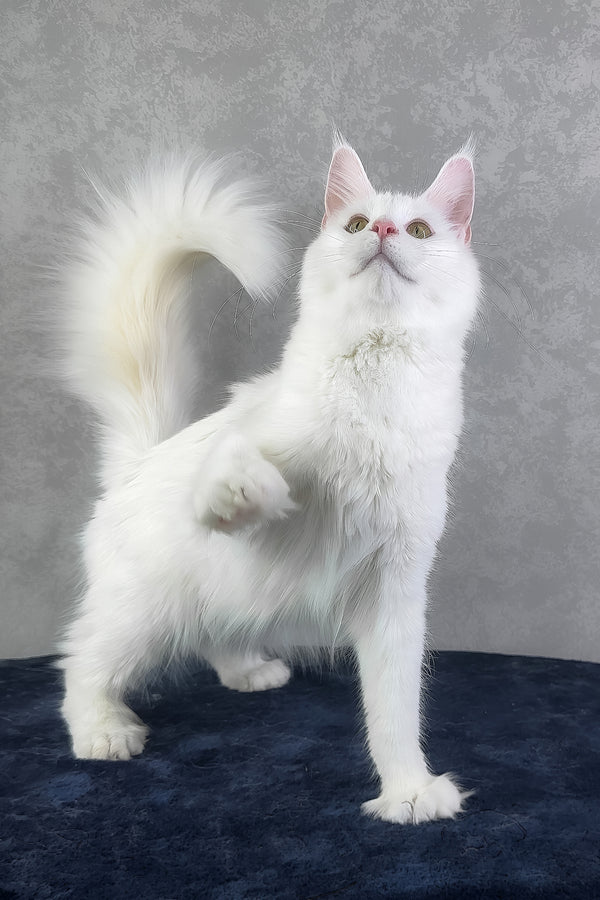 Yulyasha | Polydactyl Maine Coon Kitten