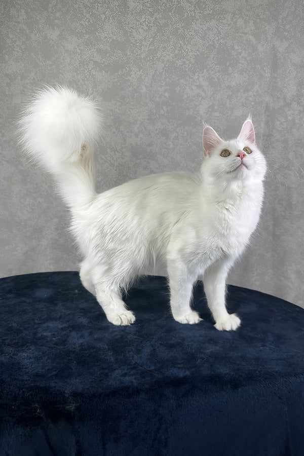 Yulyasha | Polydactyl Maine Coon Kitten